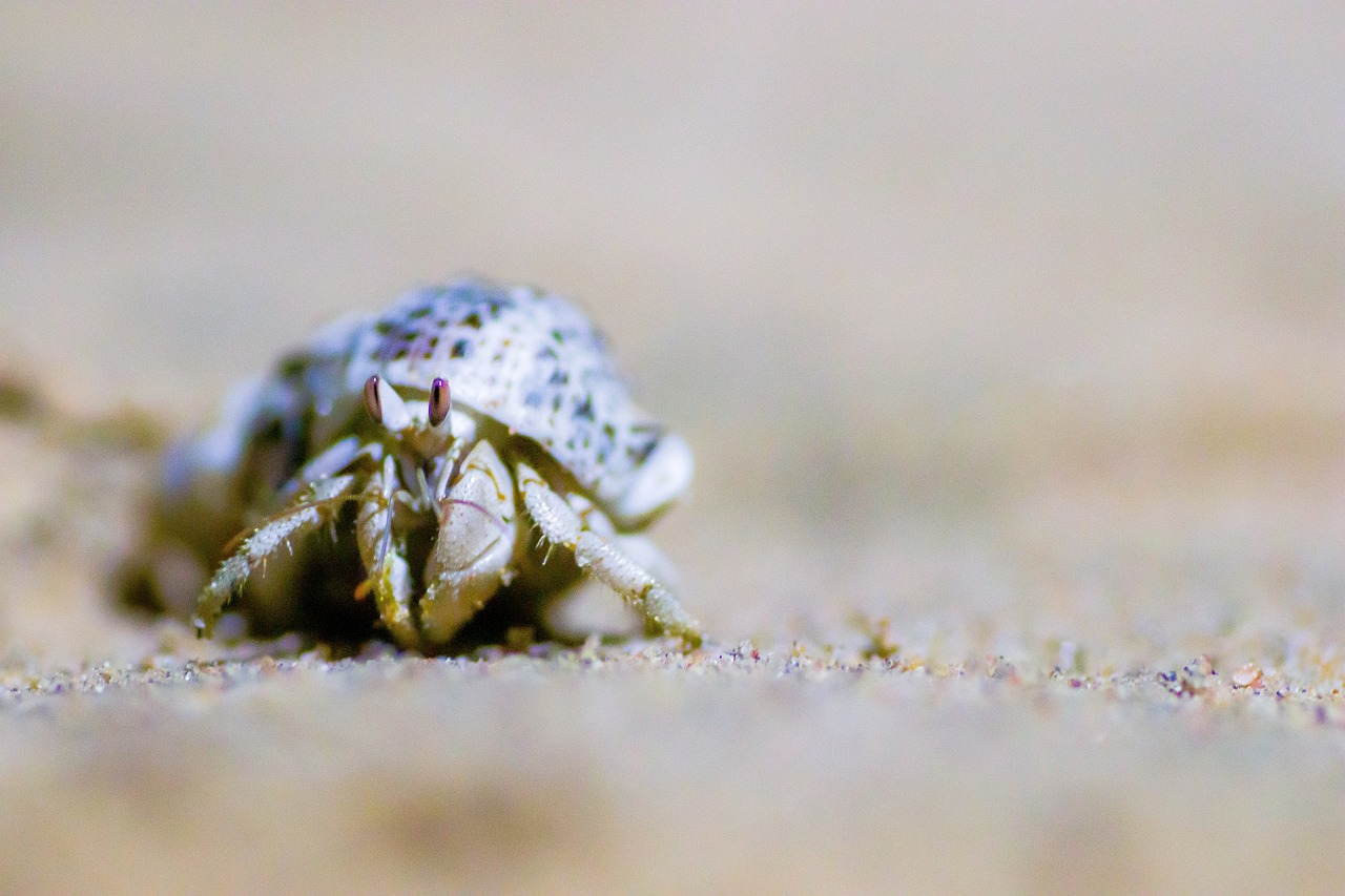 Saving Marine Life with Oceanic Green Energy Solutions
